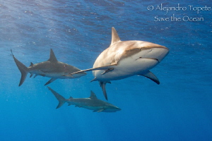 Shark's around, Gardens of the Queen Cuba by Alejandro Topete 